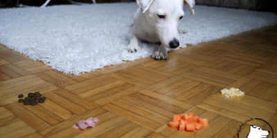 Co może jeść pies? Owoce i warzywa w diecie psa
