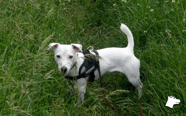Read more about the article Jack Russell… Terror