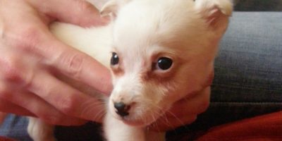 Gdy znajdziesz bezdomnego psa…