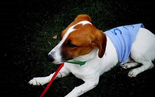 Read more about the article Mix jack russell terrier do adopcji [nieaktualne]