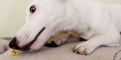 Sierść jest wszędzie, czyli pies linieje