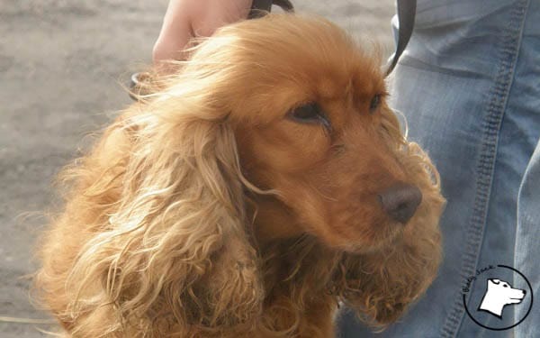 Pseudohodowla – co to jest?