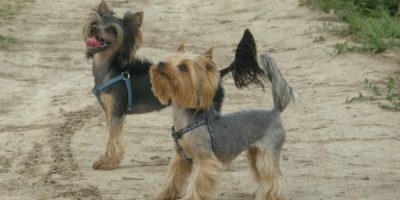 Psy z włosem – nie uczulają?