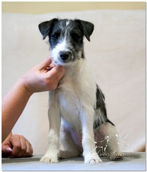 parson russell terrier