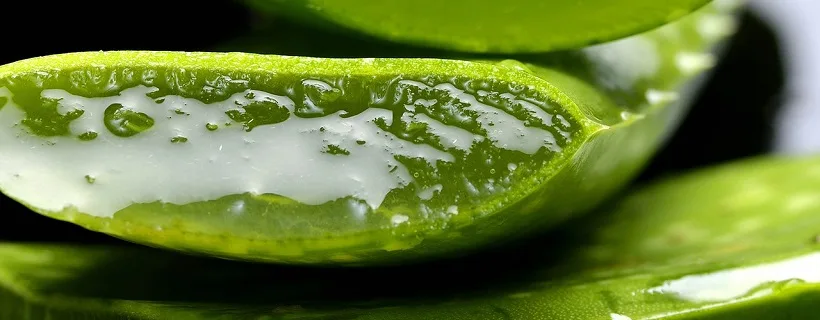 aloes trujcy dla psa - BIAY JACK