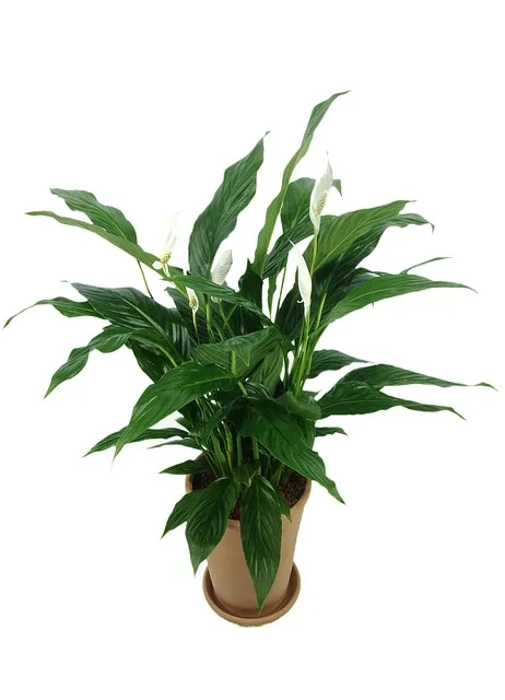 philodendron white princess standort Philodendron White Princess – Ø 12 cm – ↕ 30 cm – Planten Magie main image 1