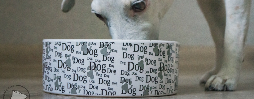 miska dla psa
