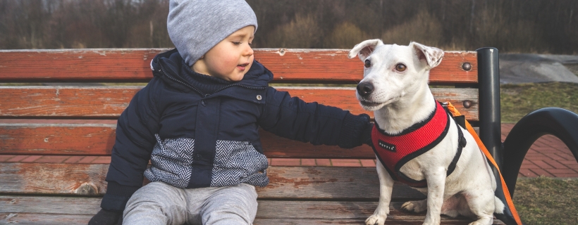 Dziecko i pies – nasze trzy zasady