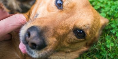 Czy psia ślina leczy rany? [Zagryzamy mity #2]