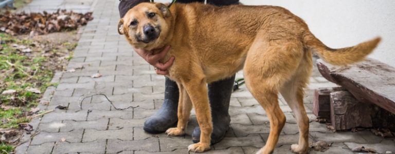Read more about the article Adopcje psów – co zmieniło się na przestrzeni ostatnich 10 lat?