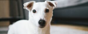 czy jack russell terrier